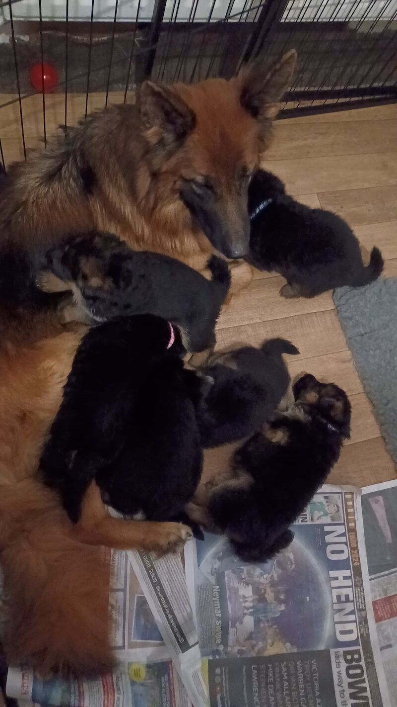 Quality German Shepherd Puppies for sale in Grimsby, Lincolnshire - Image 13