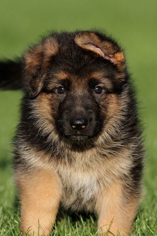 Quality German Shepherd Puppies for sale in Grimsby, Lincolnshire - Image 6