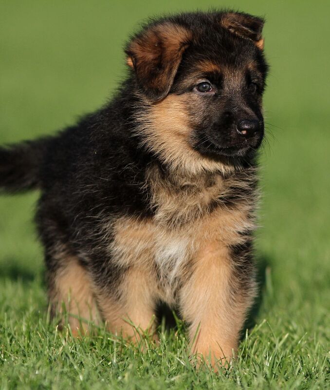 Quality German Shepherd Puppies for sale in Grimsby, Lincolnshire - Image 7