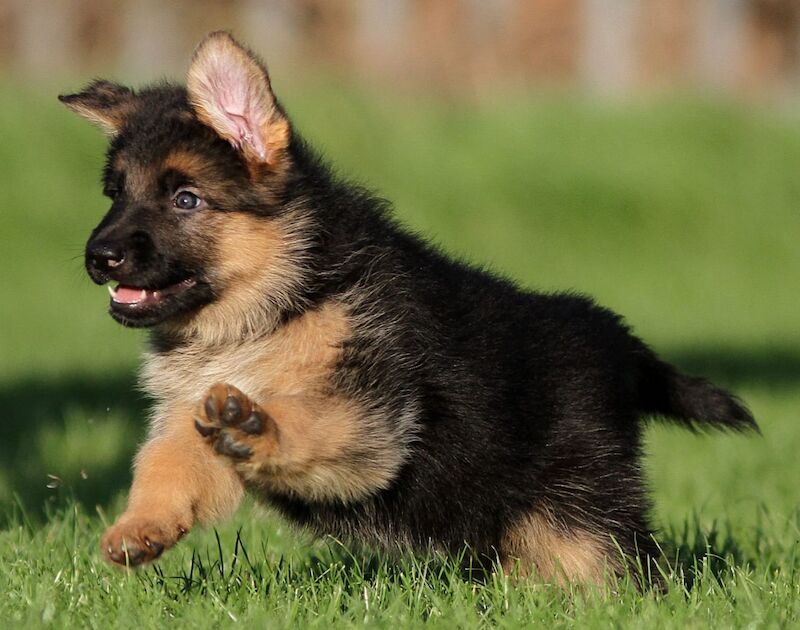 Quality German Shepherd Puppies for sale in Grimsby, Lincolnshire - Image 8