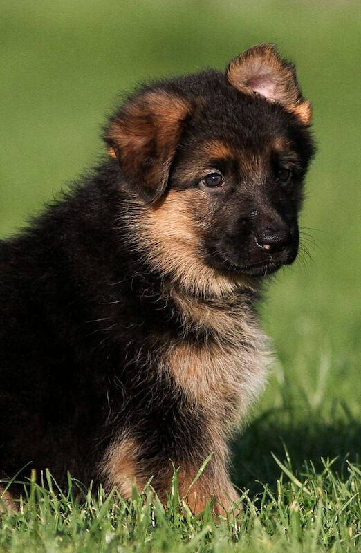 Quality German Shepherd Puppies for sale in Grimsby, Lincolnshire - Image 9