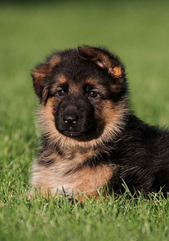 Quality German Shepherd Puppies for sale in Grimsby, Lincolnshire - Image 10