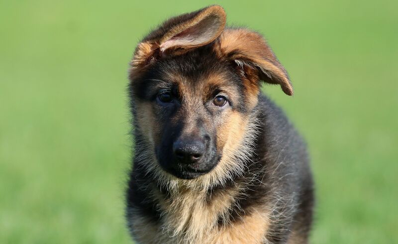 Female German Shepherd Puppies For Sale In Scunthorpe, Lincolnshire ...