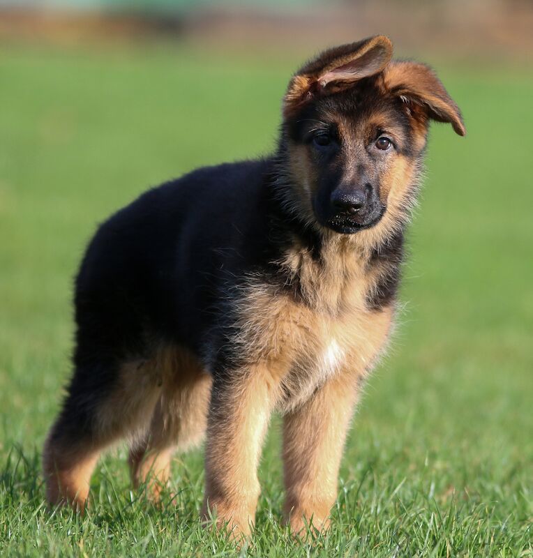 Quality German Shepherd Puppies for sale in Grimsby, Lincolnshire - Image 1