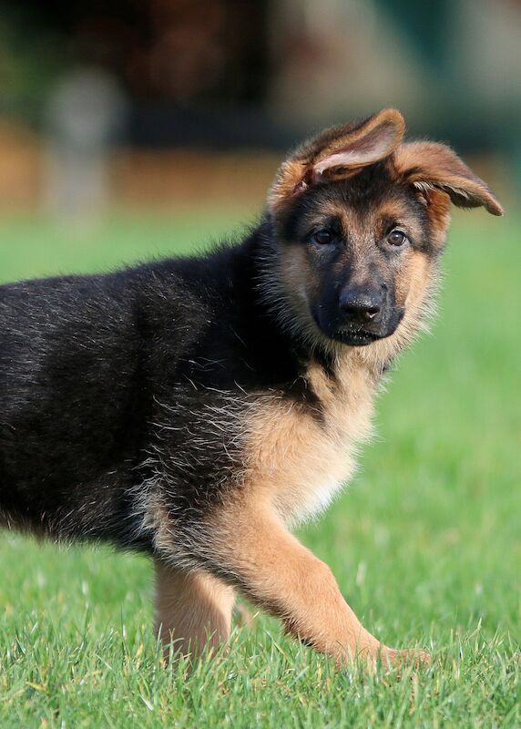 Quality German Shepherd Puppies for sale in Grimsby, Lincolnshire - Image 5