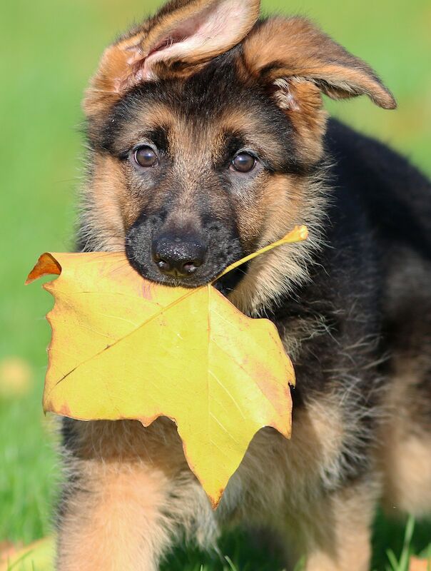 Quality German Shepherd Puppies for sale in Grimsby, Lincolnshire - Image 3