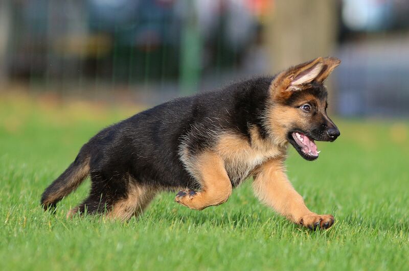 Quality German Shepherd Puppies for sale in Grimsby, Lincolnshire - Image 4