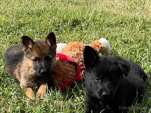 Quality German Shepherd Puppy's Available for sale in Ely, Cardiff