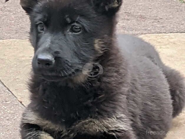 Quality German shepherds puppies for sale in Birmingham, West Midlands - Image 4