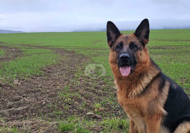 Quality GSD litter due 29th November 24 for sale in Northallerton, North Yorkshire - Image 3