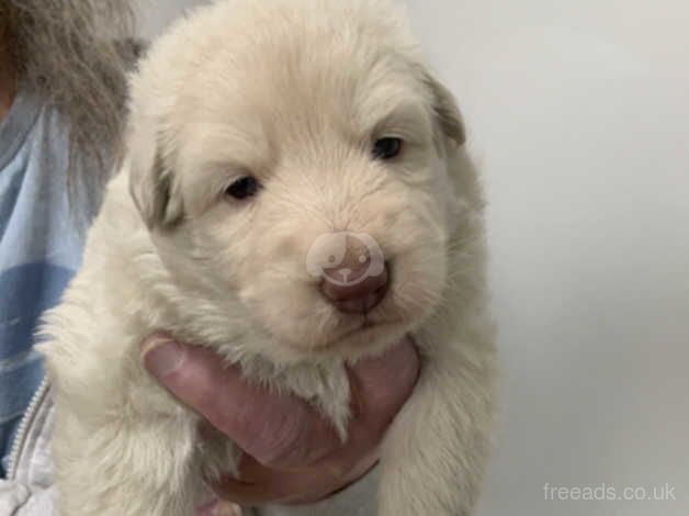 Rare kcreg white carrying Isabella German shepherd pups for sale in Dundee, Dundee City