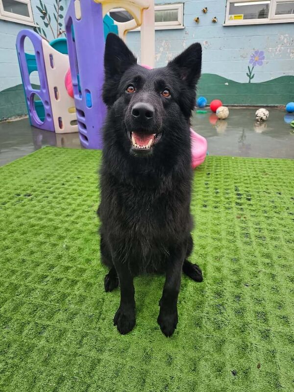 Rare opportunity - failed PD - black female German Shepherd for sale in Walsall, West Midlands