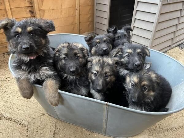 READY NOW German Shepherd puppies for sale in Taunton, Somerset