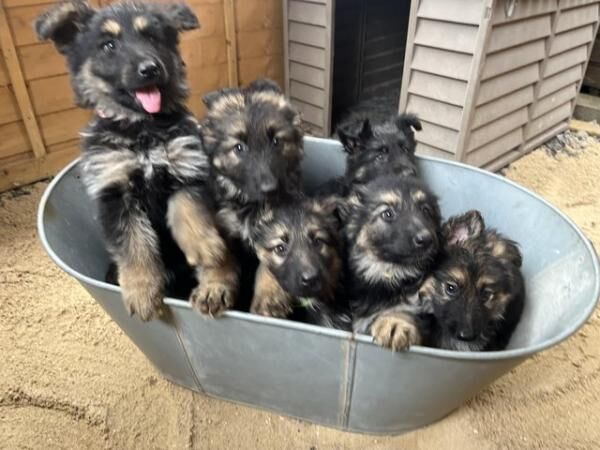 READY NOW German Shepherd puppies for sale in Taunton, Somerset - Image 2