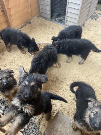 READY NOW German Shepherd puppies for sale in Taunton, Somerset - Image 3