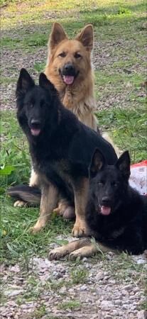 READY NOW German Shepherd puppies for sale in Taunton, Somerset - Image 4