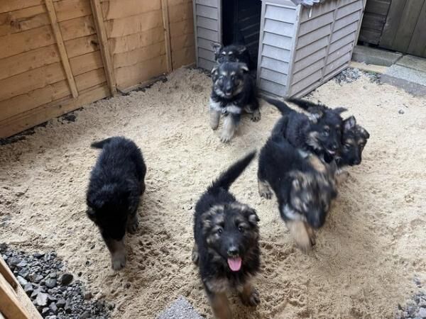 READY NOW German Shepherd puppies for sale in Taunton, Somerset - Image 5