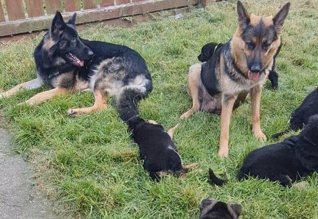 Ready now. Handsome, straight back, full German Shepherd boy for sale in Nottingham, Nottinghamshire - Image 1