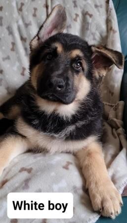 Ready now. Handsome, straight back, full German Shepherd boy for sale in Nottingham, Nottinghamshire - Image 3