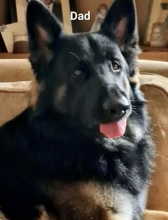 Ready now. Handsome, straight back, full German Shepherd boy for sale in Nottingham, Nottinghamshire - Image 5