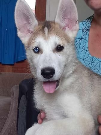 Ready now Husky  German shepherd's for sale in Wisbech, Cambridgeshire - Image 1