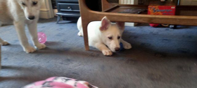 Ready now Husky  German shepherd's for sale in Wisbech, Cambridgeshire - Image 5