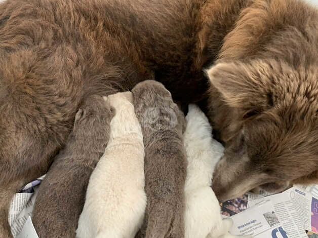 KC Registered German Shepherd Puppies for sale in Dundee City