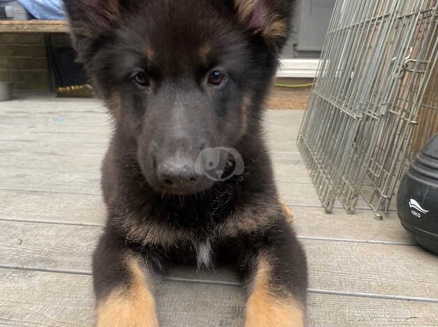 Ready to go last boy German shepherd for sale in Cromer, Norfolk - Image 1