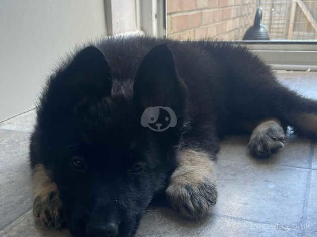 Ready to go last boy German shepherd for sale in Cromer, Norfolk - Image 4