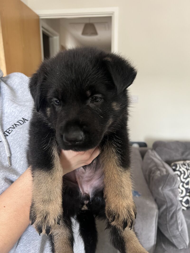 Black short haired german clearance shepherd puppies