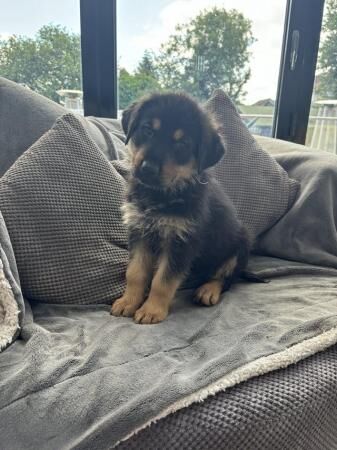 READY TO LEAVE 9Th July Rottweiler x German Shepherd for sale in Sheffield, South Yorkshire