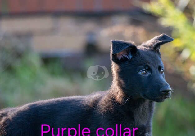 KC Registered German Shepherd Puppies for sale in West Midlands