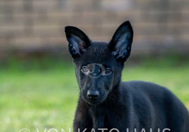 German Shepherd Puppies for sale