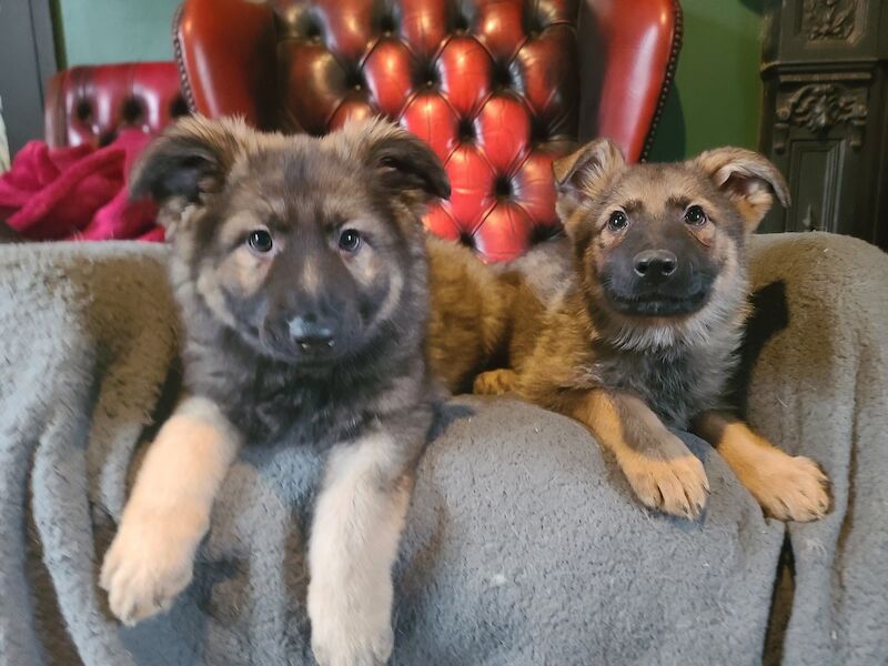 Ready to leave! Silver sable German Shepard puppies for sale in Great Clacton, Essex - Image 1