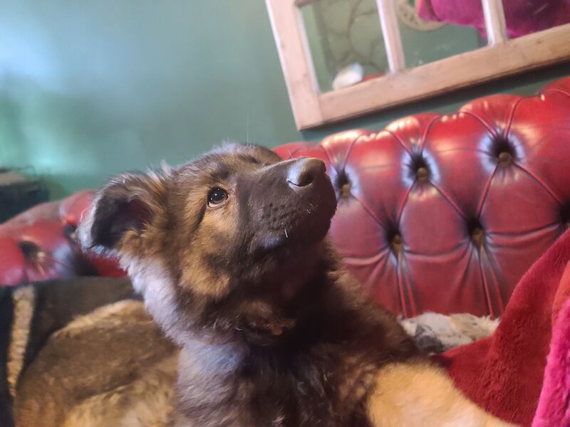 Ready to leave! Silver sable German Shepard puppies for sale in Great Clacton, Essex - Image 2
