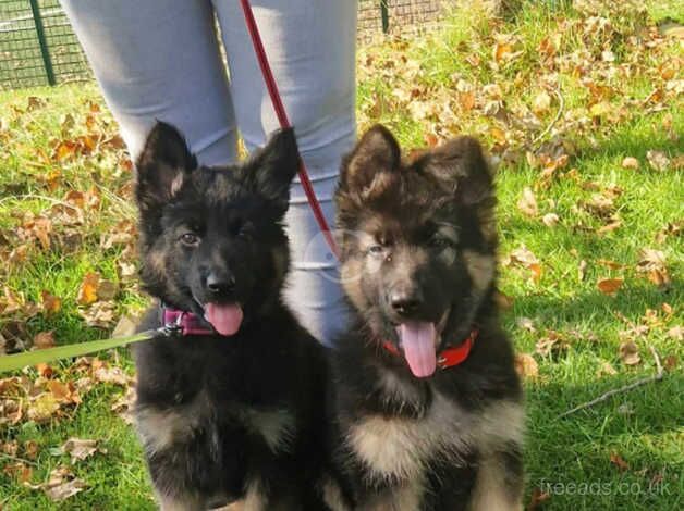 *REDUCED* 2 beautiful German shepherd puppies for sale !! for sale in Blackpool, Lancashire