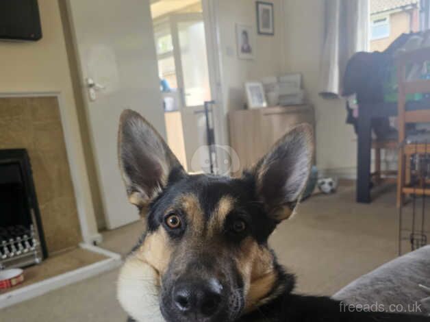 Reggie - german shepherd for sale in Aldershot, Hampshire