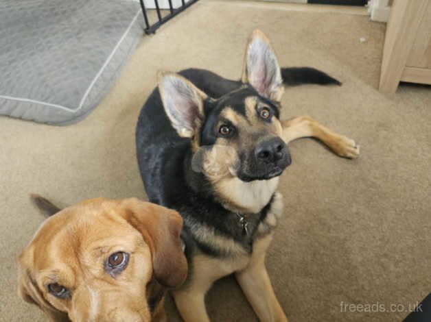 Reggie - german shepherd for sale in Aldershot, Hampshire - Image 3