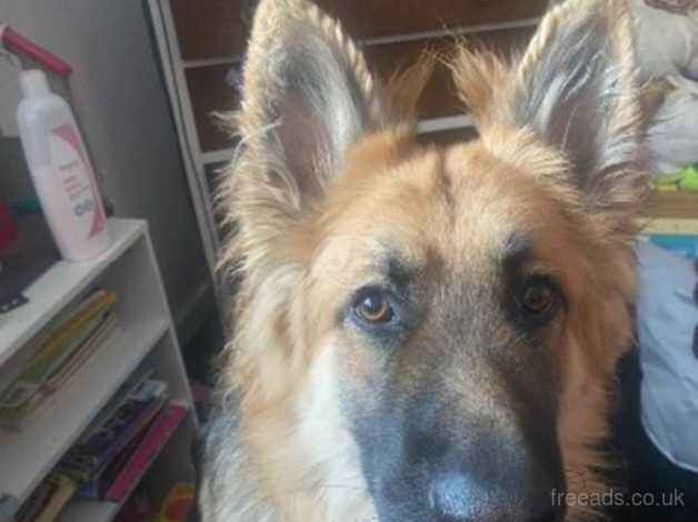 Rehome German shepherd for sale in Canvey Island, Essex - Image 1