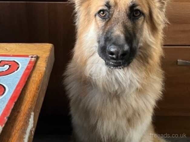 Rehome German shepherd for sale in Canvey Island, Essex - Image 2