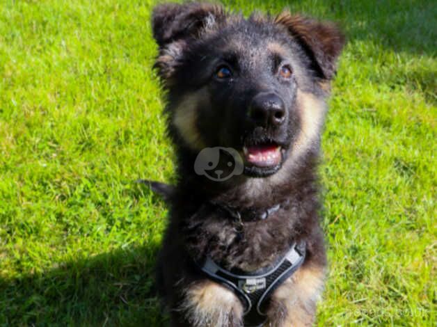 Rehoming a 6 months old German sheperd for sale in Worcester, Worcestershire - Image 1