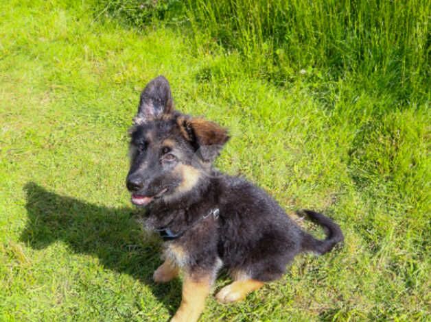 Rehoming a 6 months old German sheperd for sale in Worcester, Worcestershire - Image 2