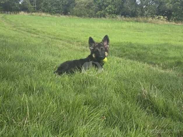 Rehoming a 6 months old German sheperd for sale in Worcester, Worcestershire - Image 3