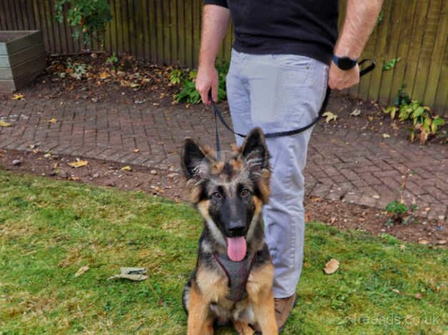 Rehoming a 6 months old German sheperd for sale in Worcester, Worcestershire - Image 5