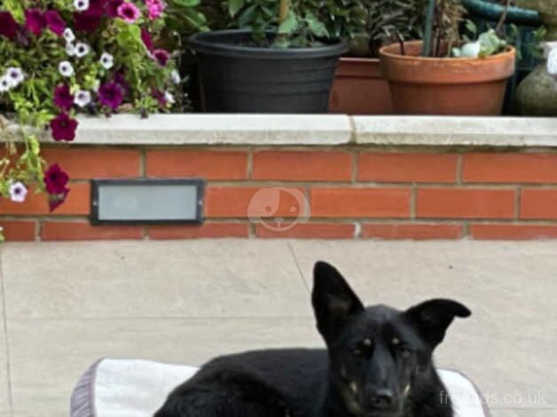 Rescued German shepherd,mix,2 y old,neutered for sale in Stevenage, Hertfordshire