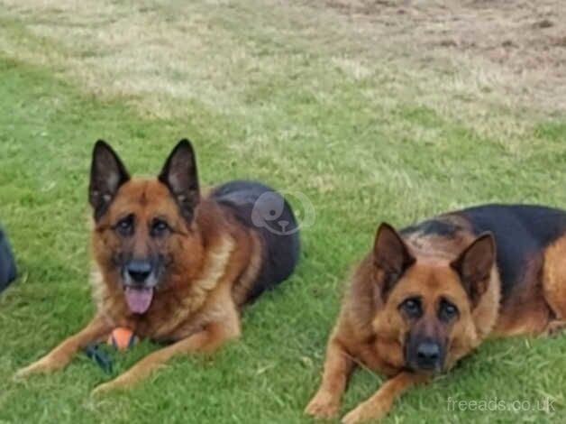 Rich Black/Tan German Shepherd Female Available to the RIGHT home for sale in Wigan, Greater Manchester - Image 2