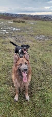 Rottweiler x German Shepherd for sale in Sheffield, South Yorkshire - Image 2
