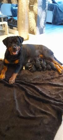 Rottweiler x German Shepherd for sale in Sheffield, South Yorkshire - Image 5