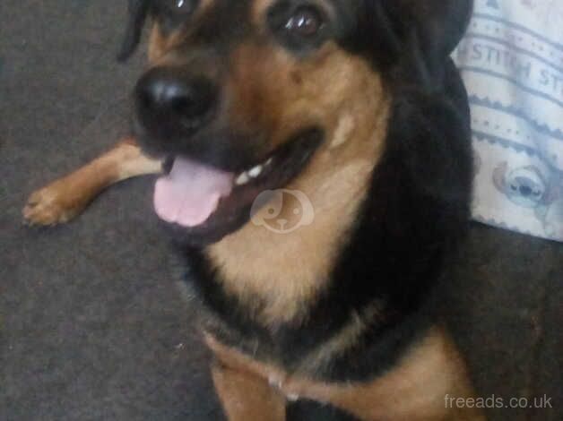 Rottweiler x german shepherd for sale in Halifax, West Yorkshire