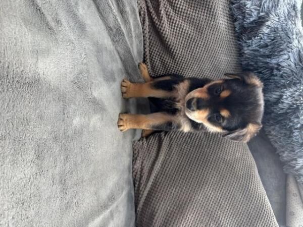Rottweiler x German Shepherd ready to leave 9th july for sale in Sheffield, South Yorkshire